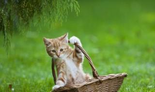 几天的小猫怎么养 出生几天的小猫怎么养