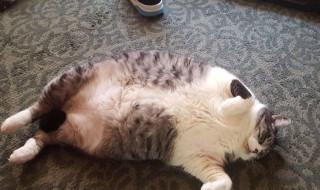 怎么养胖猫 怎么养胖猫咪