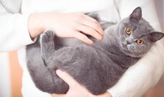 怎么养英短猫（如何养英短猫）