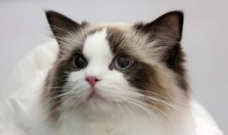 长毛猫怎么养(长毛猫怎么养着变短毛)
