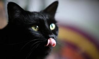 猫猫怎么养(宠物猫怎么养最好的)