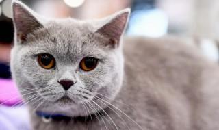 好养的猫（便宜好养的猫）