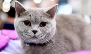 家里养花怎么再养猫 养猫家庭能养的花