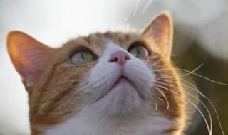 猫怎么养才不走 怎么养猫才不会跑