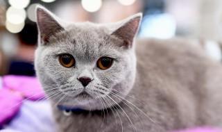 刚出生小猫怎么养 刚生出来的小猫要怎么养