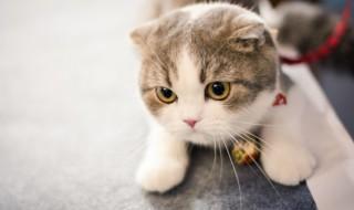 流浪猫白天都藏在哪里，流浪猫白天躲在哪里