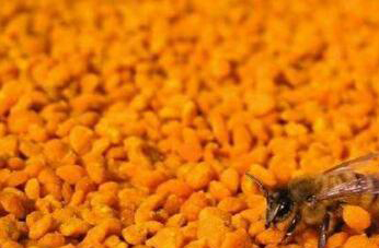 安吉白茶花粉的功效与禁忌