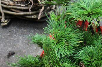 还魂草的功效与作用 还魂草的药用价值