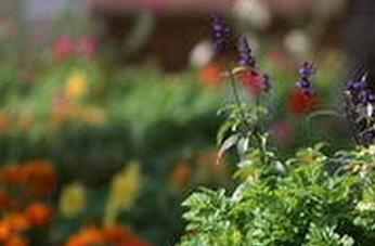 羽衣甘蓝怎么养 羽衣甘蓝的养殖方法技巧