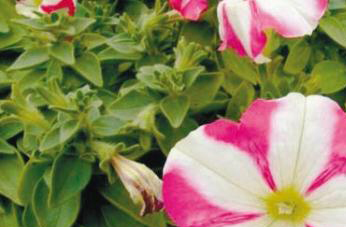 碧冬茄属的功效与作用