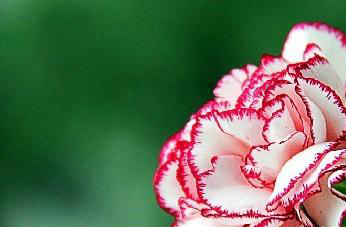 康乃馨的功效与作用