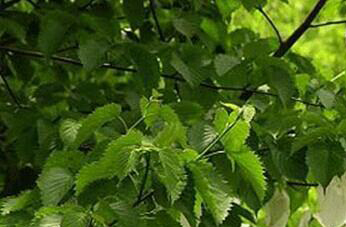 珙桐的功效与作用