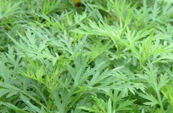 艾草的功效与作用 艾叶的用途和使用禁忌