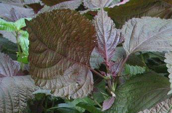 紫苏叶的功效与作用 紫苏叶泡水喝的功效